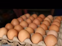 Chickens — 1-сурет
