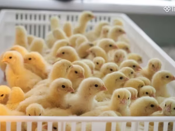 Chickens — Հայաստան