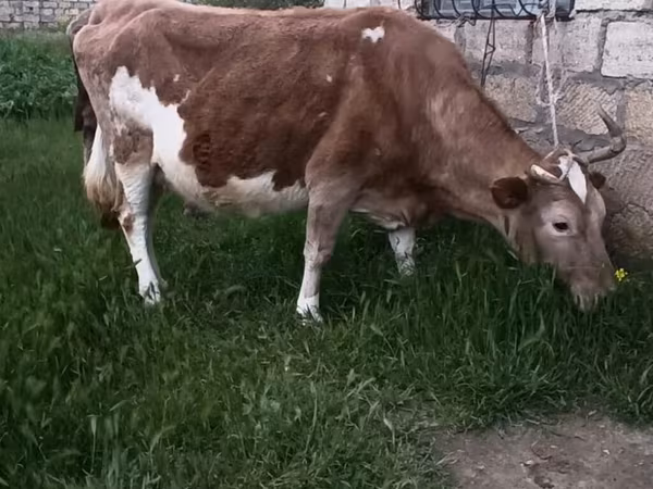 Cow, Red-spotted breed