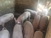 Eber, Schweine — Foto 5