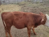 Ցուլ, Կարմիր դաշտային կով — լուսանկար 2