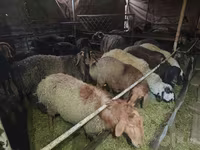 Խոյ, Edilbay sheep — լուսանկար 3