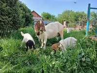 Էգ այծ, Boer goat — լուսանկար 1