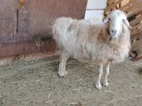 Кочкор, Казакча курдучтуу калың жүндүү кой — сүрөт 3