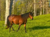 فرس, Rocky Mountain Horse — الصورة 2