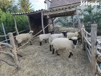 भेड़, German Blackheaded Mutton sheep — फ़ोटो 1