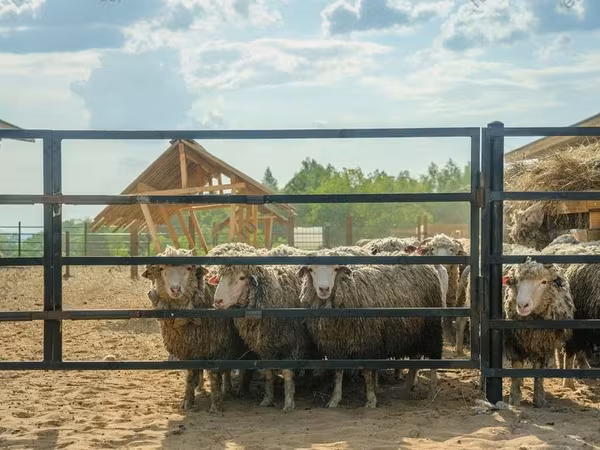 Խոյ, Kuibyshev sheep