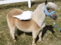 Էգ ձի, Miniature horse — լուսանկար 5