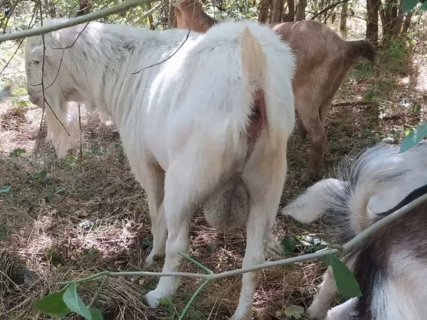 Արու այծ, LaMancha goats