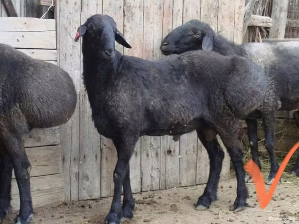 公羊, Sheep