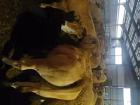 Կով, Aubrac cattle — լուսանկար 1