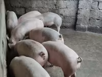 Էգ խոզ, Խոզեր — լուսանկար 1