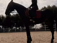 Mare, Friesian sport horse — photo 4
