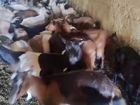 Cabra, Cabras — foto 2
