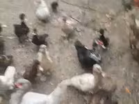 Ducks — լուսանկար 3