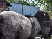 Ոչխար, Romanov sheep — լուսանկար 8