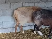 Ram, Rhon sheep — photo 5