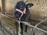 Kuh, Brahman — Foto 3