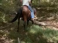 Айғыр, Rocky Mountain Horse — 8-сурет