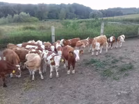 सांड, Simmental cattle — फ़ोटो 2