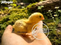 Quails — Foto 2