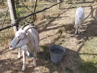 Էգ այծ, LaMancha goats — լուսանկար 2