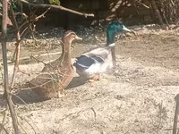 Ducks — 照片 3