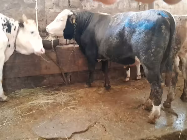 Ցուլ, Simmental cattle