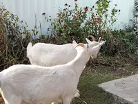 Cabra, Saanen goat — foto 4