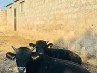 ثور, الماشية — الصورة 2