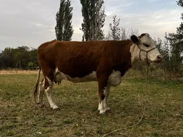 Kuh, Simmental cattle