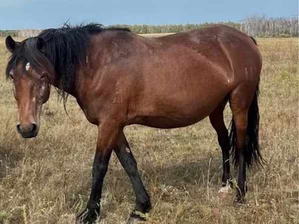 Égua, Cavalos