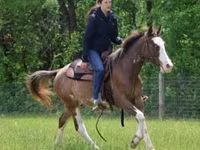 Ձի, Pinto horses — լուսանկար 6