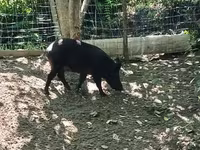 Säue, Schweine — Foto 5
