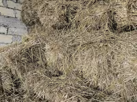 Əkin sahəsindən biçilmiş yaz otu satılır 
700 ədəd — լուսանկար 2