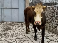 Kuh, Simmental cattle — Foto 2