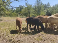 Խոյ, Afghan Arabi sheep — լուսանկար 5