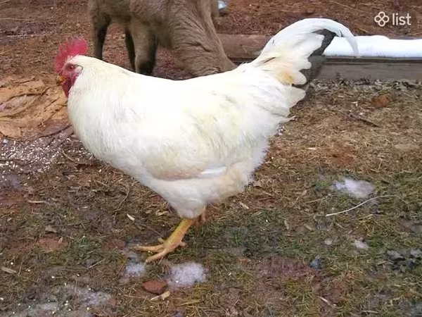 Chickens — Armenia
