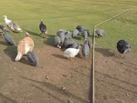 Turkeys — foto 2