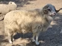 كبش, الأغنام — الصورة 2