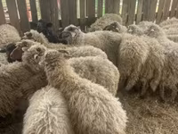 Sheep (batch, sex not specified), Suffolk sheep — photo 3