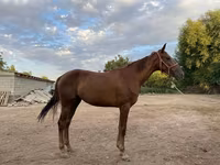 Бие, Canadian horse breed — 2-сурет