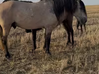 Cavalo, Bashkir horse — foto 2