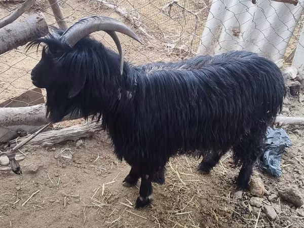 Cabra, Dagestan coarsewool goat