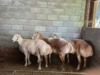 Ոչխար, Afghan Arabi sheep — լուսանկար 3