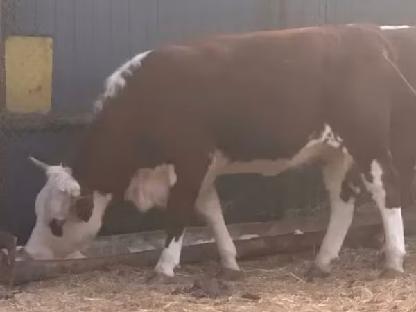 Cow, Hereford