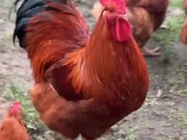 نيو هامبشير رِد