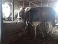 सांड, मवेशी — फ़ोटो 3