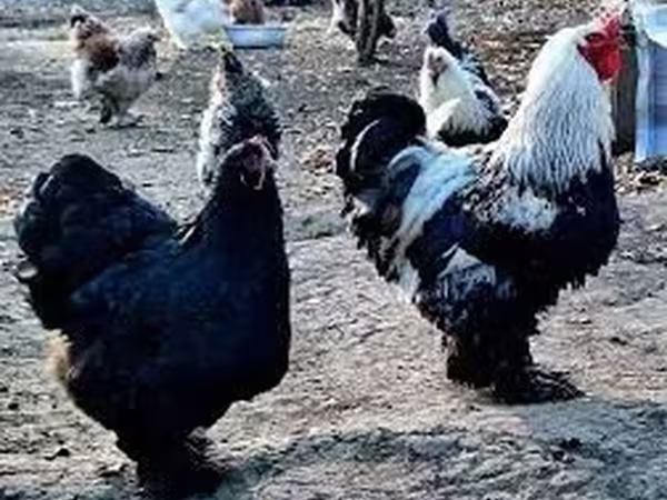 Brahma — Armenia