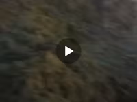 Продаю сенаж чистый сочный,1кг 8сом россыпной доставка есть — الصورة 2